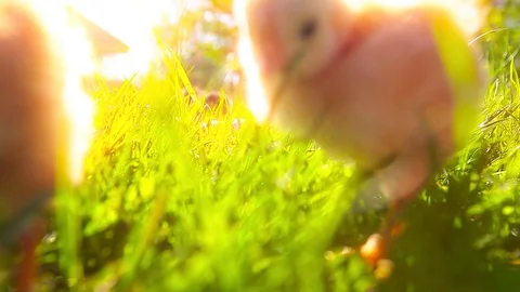 Small chickens in a green grass Stock Footage 105883489
