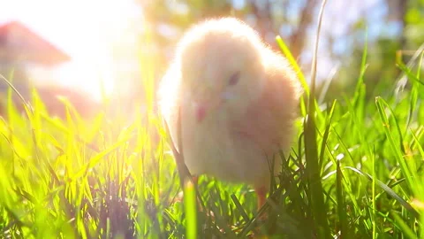 Small chickens in a green grass Stock Footage 120730954