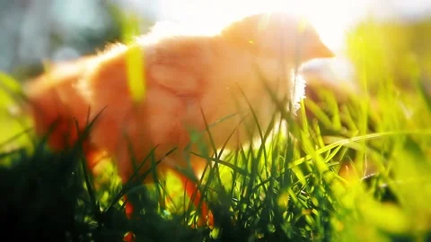 Small chickens in a green grass Stock Footage 155349045