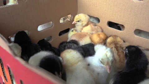 Small chickens inside the box Stock Footage 148528308