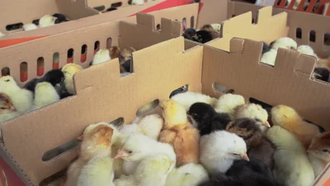 Small chickens inside the box Stock Footage 148528420