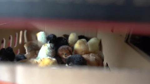 Small chickens inside the box Stock Footage 148528789
