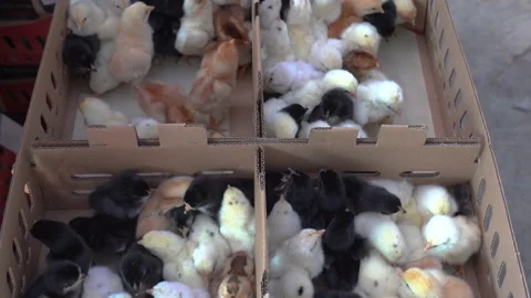 Small chickens inside the box Stock Footage 148529748