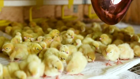 Small chickens or quail are drinking water from a watering can on a poultry farm Stock-Footage 171995932