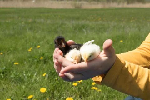 Small chickens in the palms Stock Photos