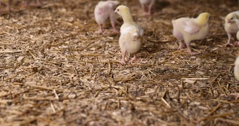 Small chickens in yellow fluff on sawdust at a poultry farm. a large number of Video stock 325714306