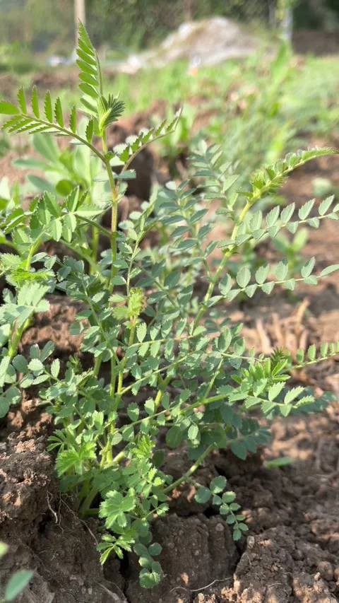 Small Chickpea Plant Close-Up in Vertical 4K Video Stock Footage 321586208
