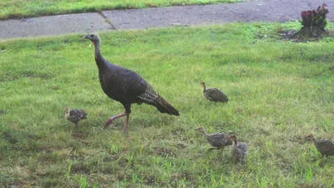 Small chicks and a mother turkey wandering around a suburb in Michigan. Video stock 342003185