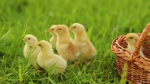 A small chicks are sitting next to a basket on the grass. Happy Easter Holiday Stock-Footage 233597699