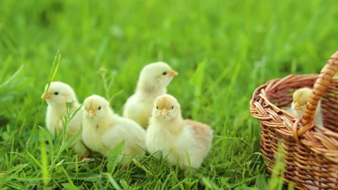 A small chicks are sitting next to a basket on the grass. Happy Easter Holiday Stock-Footage 238457093