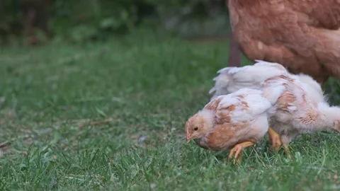 Small chicks eating grass and foraging in farmyard closeup Stock Footage 334854486