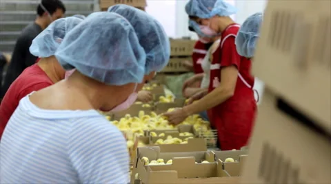 Small chicks in Factory Stock Footage 888343
