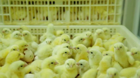 Small chicks in Factory Vídeos de archivo 59978435