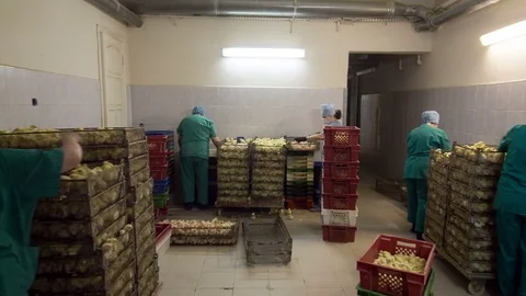 Small chicks in Factory Video stock 76051165