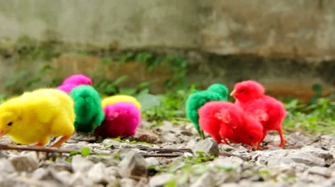 Small chicks Stock Footage 46805003