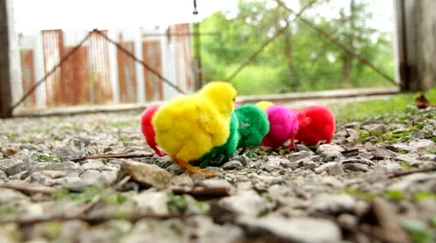 Small chicks Stock Footage 46805444