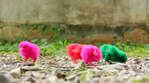 Small chicks Stock Footage 46805877
