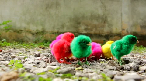 Small chicks Stock Footage 46805911