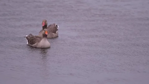 Small chicks of greylag goose together with their parents on a cloudy day 4k Stock Footage 269016567
