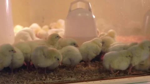 Small Chicks in the Incubator Video stock 71888650