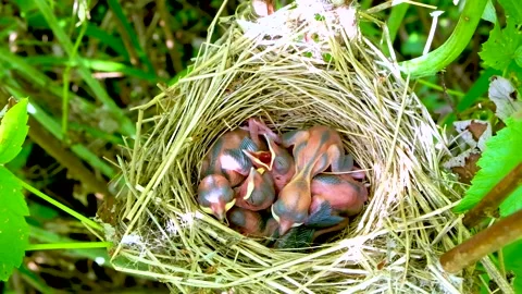 Small chicks in a nest with their beaks open Stock Footage 202717598