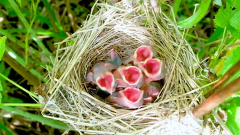 Small chicks in a nest with their beaks open. Stock Footage 202717601