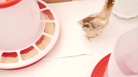 Small chicks, newborn chickens in box, poultry farming, breeding. egg farm. man Stock Footage 197560977