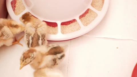 Small chicks, newborn chickens in box, poultry farming, breeding. egg farm. tame Video stock 197561016