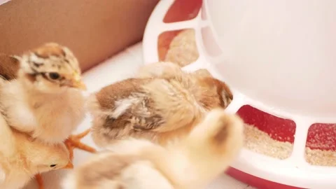 Small chicks, newborn chickens in box, poultry farming, breeding. egg farm Video stock 197561020