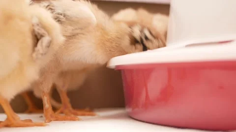 Small chicks, newborn chickens in box, poultry farming, breeding. egg farm Stock Footage 197561037