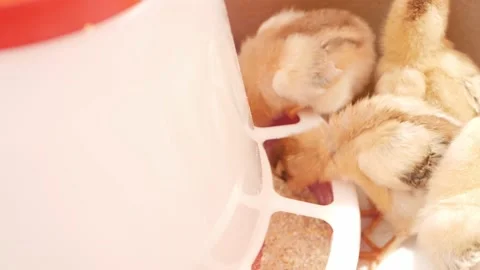 Small chicks, newborn chickens in box, poultry farming, breeding. egg farm Stock Footage 197561077
