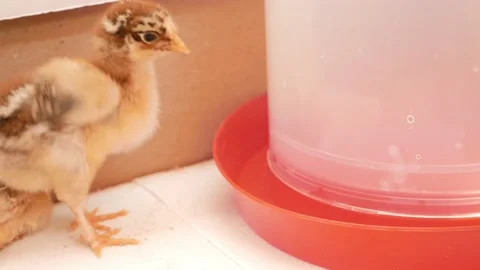 Small chicks, newborn chickens in box, poultry farming, breeding. egg farm Stock Footage 197561105