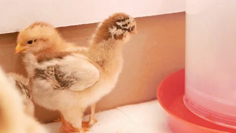 Small chicks, newborn chickens in box, poultry farming, breeding. egg farm Stock Footage 197561118