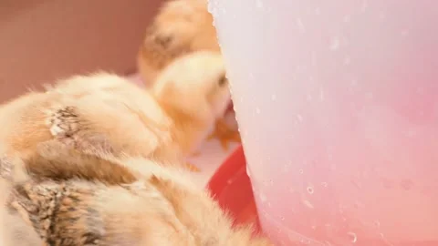 Small chicks, newborn chickens in box, poultry farming, breeding. egg farm Stock Footage 197561144