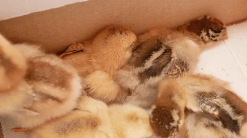 Small chicks, newborn chickens in box, poultry farming, breeding. egg farm Stock Footage 197561152