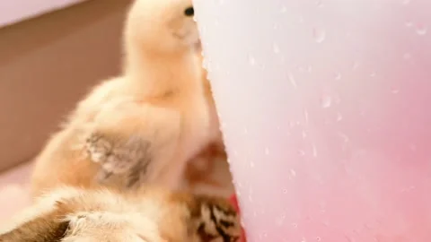 Small chicks, newborn chickens in box, poultry farming, breeding. egg farm Stock Footage 197561165