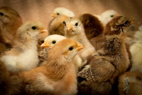 Small chicks Stock Photos