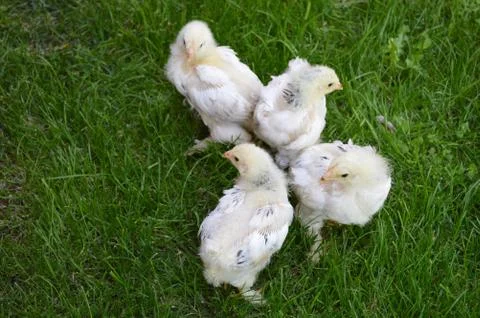 Small chicks Stock Photos