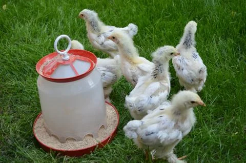 Small chicks Stock Photos