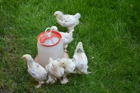 Small chicks Stock Photos