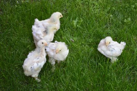 Small chicks Stock Photos