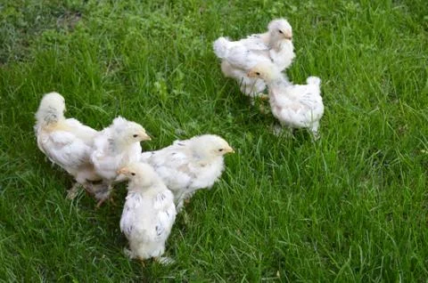Small chicks Stock Photos