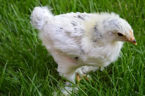 Small chicks Stock Photos