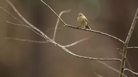 Small chiffchaff bird flies away from thin tree branch, close view Stock Footage 312335824