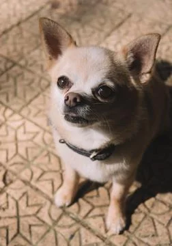 Small chihuahua looking up at the camera Stock Photos