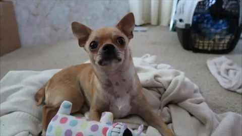 Small Chihuahua with A Toy Stock Footage 201015196