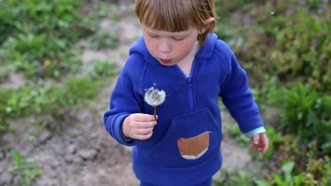 A small child blows on a white dandelion flower. Stock Footage 239359846