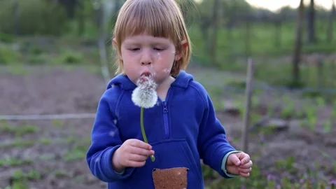 A small child blows on a white dandelion flower. Stock Footage 239359922