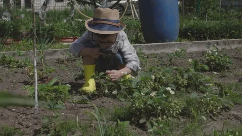 Small child boy in hat and yellow boots squats near flowering strawberry bush Stock Footage 242604384