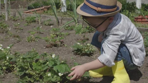 Small child boy in hat and yellow boots squats near flowering strawberry bush Stock Footage 242604404